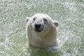 Polar Bear shaking his head Royalty Free Stock Photo