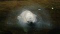 Polar bear shaking his head