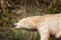 Polar bear shaking water