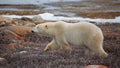 Polar Bear Royalty Free Stock Photo