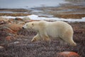 Polar Bear Royalty Free Stock Photo