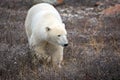 Polar Bear Royalty Free Stock Photo