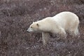 Polar Bear Royalty Free Stock Photo