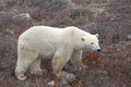 Polar Bear Royalty Free Stock Photo