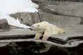 Polar bear on the shore Royalty Free Stock Photo