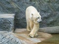 Successful breeding of polar bears in the Prague Zoo Royalty Free Stock Photo