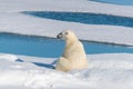 Polar bear sitting on the pack ice north of Spitsbergen Island Royalty Free Stock Photo