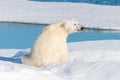 Polar bear sitting on the pack ice north of Spitsbergen Island Royalty Free Stock Photo