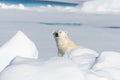 Polar bear sitting on the pack ice north of Spitsbergen Island Royalty Free Stock Photo