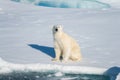 Polar bear on the pack ice north of Spitsbergen Island Royalty Free Stock Photo