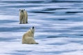 Polar bear sitting on the ice and sniffing in the air Royalty Free Stock Photo