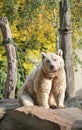 Polar bear sitting on the rock Royalty Free Stock Photo