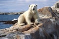 A polar bear is sitting on a rock Royalty Free Stock Photo