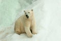 Polar bear sitting in the snow Royalty Free Stock Photo