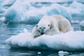 Polar bear sleeping on an ice floe, Generative AI Royalty Free Stock Photo