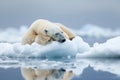Polar bear sleeping on an ice floe, Generative AI Royalty Free Stock Photo