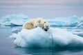 Polar bear sleeping on an ice floe, Generative AI Royalty Free Stock Photo