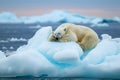 Polar bear sleeping on an ice floe, Generative AI Royalty Free Stock Photo