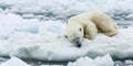 Polar Bear sleeping on an ice flow Royalty Free Stock Photo