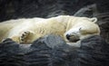 Polar Bear sleeping in Prague zoo, Czech Republic. Royalty Free Stock Photo