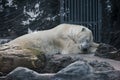 Polar bear is sleeping in Prague Zoo Royalty Free Stock Photo