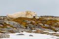 A polar bear sleeps on a snowy stony hill with moss