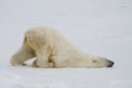 Polar bear slide