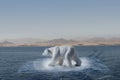 Polar bear on small iceberg Royalty Free Stock Photo