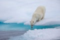 Polar bear smelling for seals on ice floe Royalty Free Stock Photo