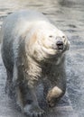 Polar bear smiles and shakes off the water Royalty Free Stock Photo