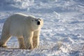 Polar Bear sniffing the air Royalty Free Stock Photo