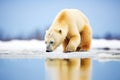 polar bear sniffing air on large ice floe Royalty Free Stock Photo