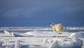 Polar Bear Royalty Free Stock Photo