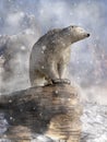 Polar Bear in a Snow Storm