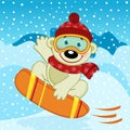 Polar bear on snowboard Royalty Free Stock Photo