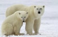 Polar bear sow and cub