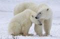 Polar bear sow and cub Royalty Free Stock Photo