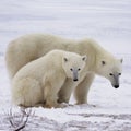 Polar bear sow and cub Royalty Free Stock Photo