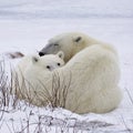 Polar bear sow and cub Royalty Free Stock Photo