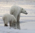 Polar bear sow and cub Royalty Free Stock Photo