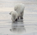 Polar bear sow and cub Royalty Free Stock Photo