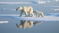 Polar bear sow and cub walk on ice floe in arctic ocean. generative ai Royalty Free Stock Photo