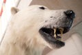 A polar bear specimen with teeth showing