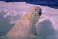 Polar bear in spring ice floe Royalty Free Stock Photo