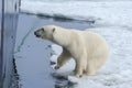 Polar Bear springing on ship\'s hull, Svalbard Archipelago, Norway