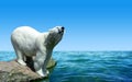 Polar bear stand on the rock in the middle of the sea. Royalty Free Stock Photo