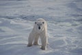 Polar bear standing on Arctic snow