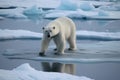 Polar bear standing on the floe. Largest bear in the world. Concept of power, strength and endurance of the Arctic