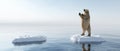 Polar bear standing on ice floe. Melting iceberg and global warming