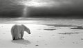 Polar bear standing lonely on ice floe created by generative AI